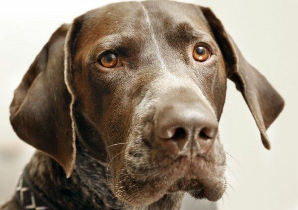 Perry Creek Animal Hospital